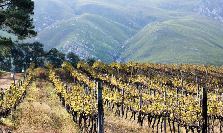 grapes field viewing mountain