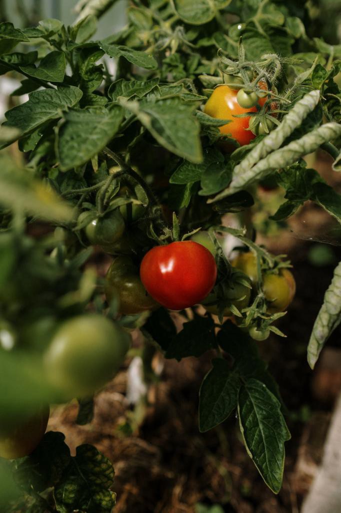 Green and Red Tomatoes
