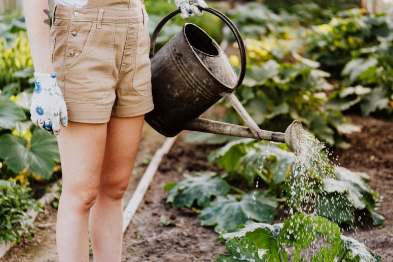 Green Thumb 101 How To Start a Vegetable Patch Green Thumb 101 How To Start a Vegetable Patch