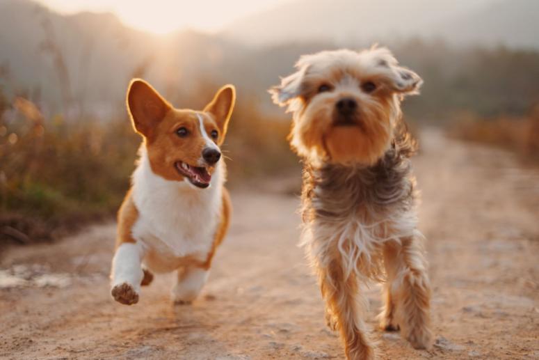 5 Dog Mom Gifts for The Furry Friend Lover In Your Life 5 Dog Mom Gifts for The Furry Friend Lover In Your Life