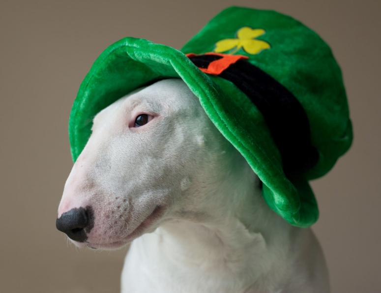5 Fun Adult-Friendly St Pattyrsquos Day Party Ideas 5 Fun Adult-Friendly St Pattyrsquos Day Party Ideas