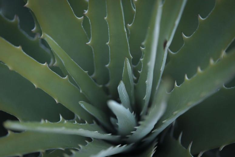 Everyone on TikTok is Drinking Organic Aloe Vera Juice WHY Everyone on TikTok is Drinking Organic Aloe Vera Juice WHY