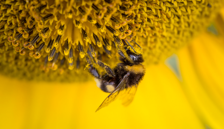 bee