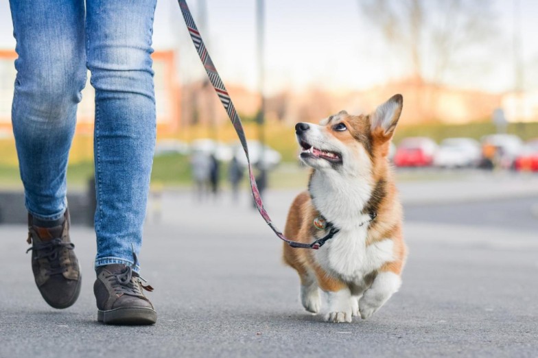 corgi