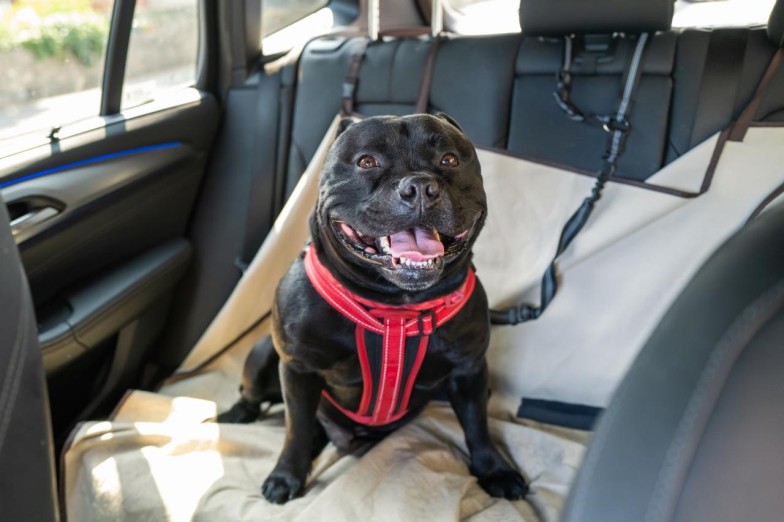 seat belt