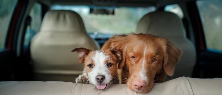 Pet Travel Tips for Your Upcoming Vacation Pet Travel Tips for Your Upcoming Vacation