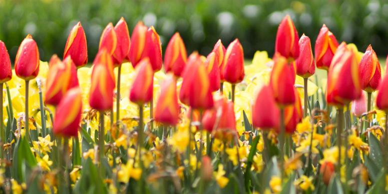 Get a Fresh Look this Spring with Mobile Styles