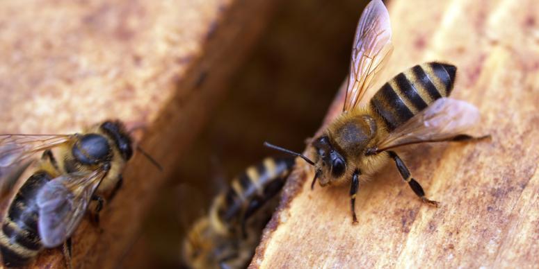 Bees Wrap Review What Are They and Their Benefits Bees Wrap Review What Are They and Their Benefits