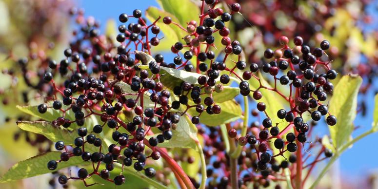 Benefits of Adding Elderberries to Your Diet Benefits of Adding Elderberries to Your Diet