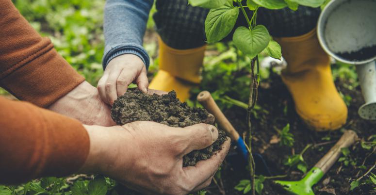 6 Trees You Can Plant On Arbor Day