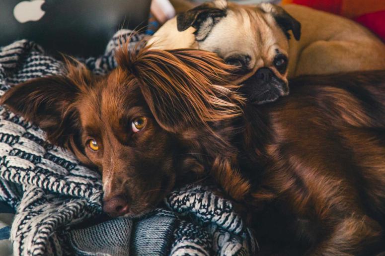 3 Must-Have Pet Subscription Boxes 3 Must-Have Pet Subscription Boxes