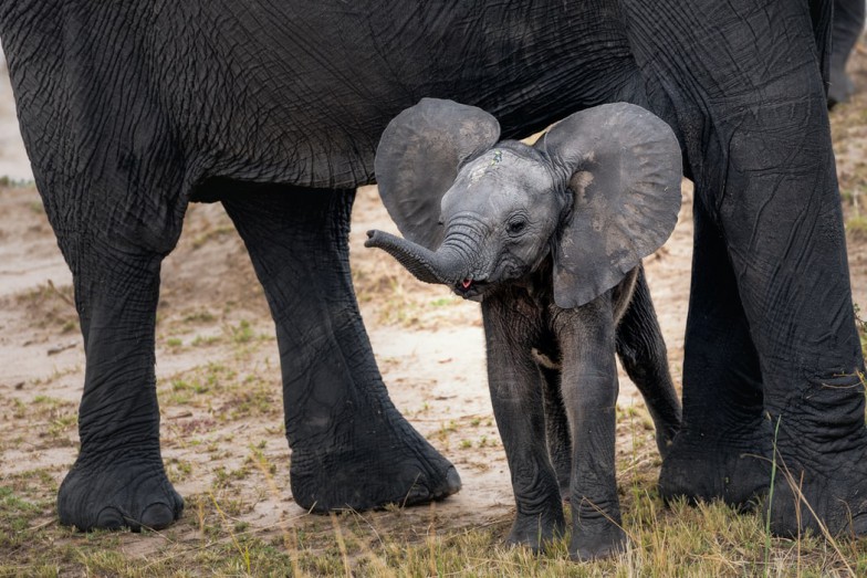 gray elephant with calf standing on ground at daytime photo