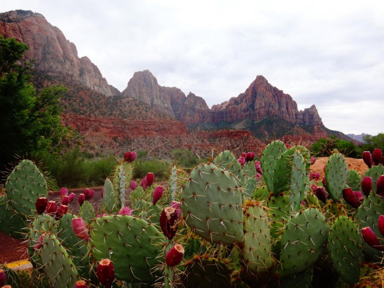 green cactus by rocky mountain during daytime photo